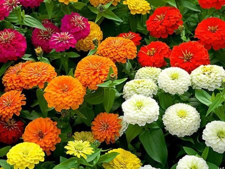 California Giant Zinnia Flower Seed Online Sale