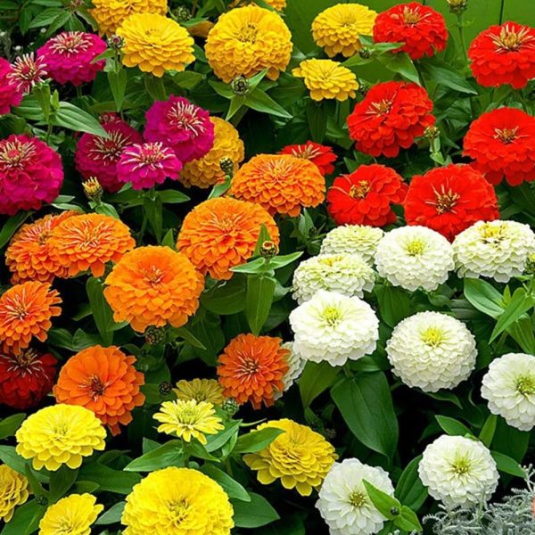 California Giant Zinnia Flower Seed Online Sale