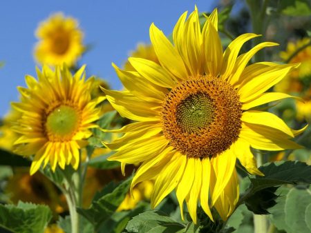 Peredovik Sunflower Flower Seeds Online Sale