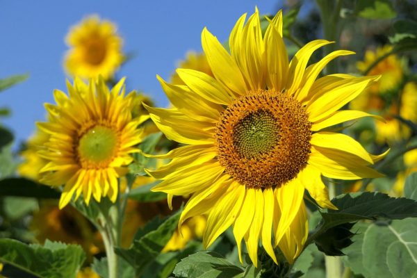 Peredovik Sunflower Flower Seeds Online Sale