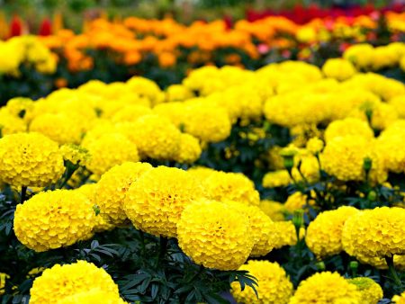 Crackerjack Marigold Flower Seed For Sale