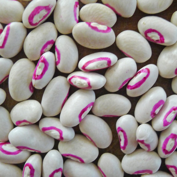 Top Pinkeye Cowpea Vegetable Seed Hot on Sale