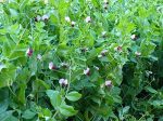 Dwarf Gray Sugar Snow Pea Vegetable Seed For Discount