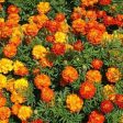 Sparky Marigold Flower Seed Cheap