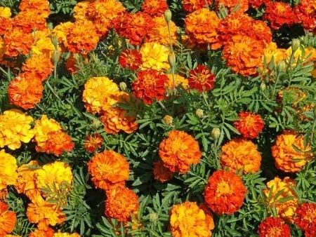 Sparky Marigold Flower Seed Cheap