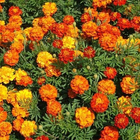 Sparky Marigold Flower Seed Cheap