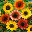 Autumn Beauty Sunflower Seed For Sale