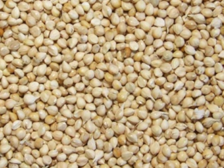 White Millet Bird Seed on Sale