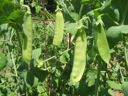 Mammoth Melting Pea Vegetable Seed Online Sale