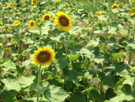 Sportsman Sunflower Seed Online