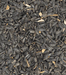 Peredovik Sunflower Flower Seeds Online Sale