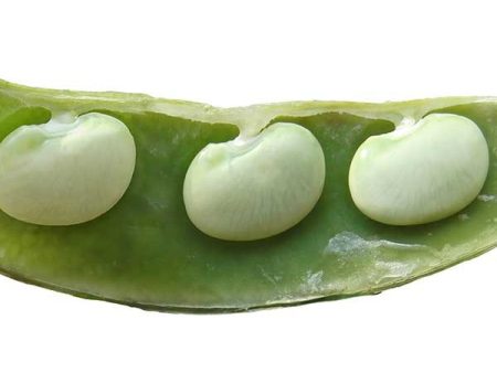 King of the Garden Lima Bean Vegetable Seed Online Sale